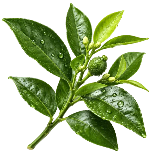 پتی‌گرین